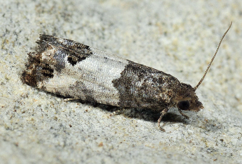 6 Tortricidae - Spilonota ocellana